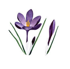 Watercolor hand painted set with purple Crocuses. Crocus flower with stem and leaf. Spring botanical illustration. Isolated on transparent background.