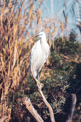 great blue heron ardea cinerea