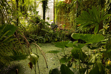 Fototapeta premium Green water with lily leaves on water surface. Tropical forest.