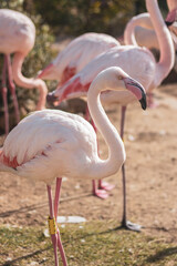 pink flamingo in the zoo