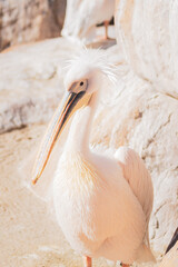 pelican on a rock
