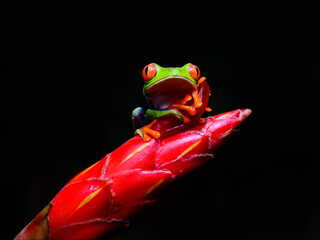 Red-eyed tree frog bright vivid colors at night in tropical rainforest treefrog in jungle Costa Rica  