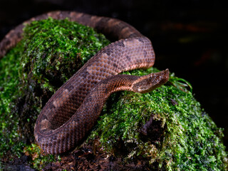 Hog-nosed Pit Viper at night in tropical rainforest in Costa Rica 