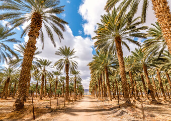 Fototapeta na wymiar Countryside gravel road among plantations of date palms, image depicts healthy and GMO free food production as well sustainable agriculture industry in desert and arid areas of the Middle East