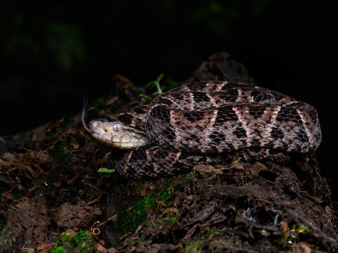 Fer-de-lance snake at night in tropical rainforest in Costa Rica. The fer de lance is the most dangerous snake in Central and South America.