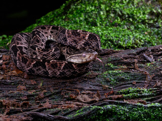 Fer-de-lance snake at night in tropical rainforest in Costa Rica. The fer de lance is the most...