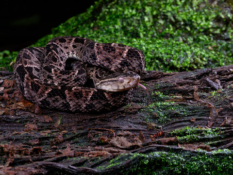 Fer-de-lance snake at night in tropical rainforest in Costa Rica. The fer de lance is the most dangerous snake in Central and South America.