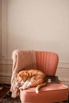 cat sleeping on furniture pink interior design cozy home with pet