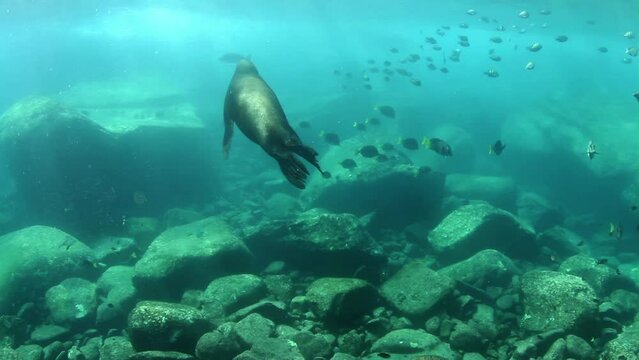 Sea lions shot underwater in mexico