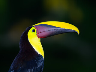 Yellow-throated Toucan closeup portrait against dark green background