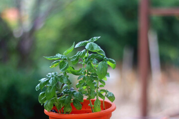 Flower pot with basil in a garden. Selective focus.