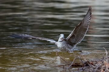 Seagull fishing in the sea. Fishing waterfowl. Wild animals.