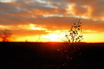 The silhouette of a dry branch against the background of the morning sun in early winter morning