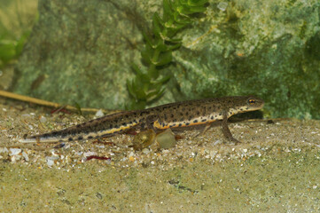 Detailed closeup on an adult male of the threatened Bosca newt, Lissotrito boscai endemic to...