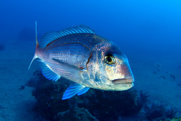 Pez bocinegro nadando en el mar