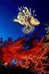 Pez león nadando junto a coral blando