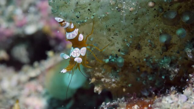 Thor amboinensis, commonly known as squat shrimp or sexy shrimp on seabed. Thor amboinensis have olive brown color with symmetrically placed white patches edged with thin blue lines.