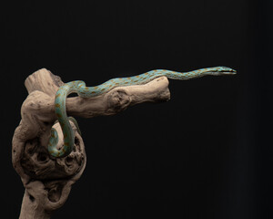 Baby of gonyosoma frenatum crawls on branch. Green snake in studio. Exotic pet portrait. 