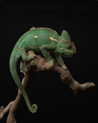A female chameleon sits on a branch. Reptile studio shot. Portrait of exotic pet on black...