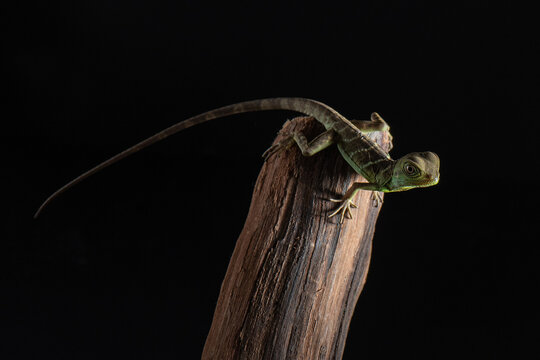 Chinese water dragon portrait on black background. Green lizard. Pet in studio.