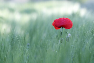 un papavero rosso in un campo in primavera - obrazy, fototapety, plakaty