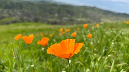 Beautiful scenery in the hills of Central California 