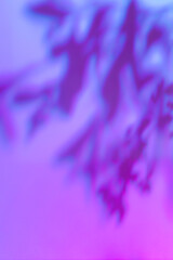 Abstract diagonal tree leaves shadows on holographic purple pink wall texture. Abstract trendy colored nature light concept background. Copy space for text overlay, poster mockup, flat lay, top view