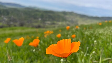 Beautiful scenery in the hills of Central California 