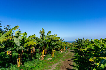 Fototapeta na wymiar Ecological cultivation of bananas on the island of Tenerife 