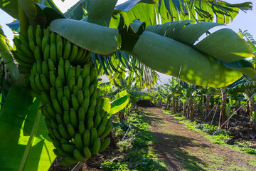 Ecological cultivation of bananas on the island of Tenerife
