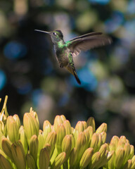 Colibrí verde emprendiendo el vuelo sobre una flor