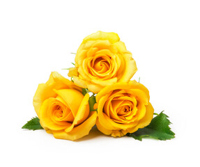 beautiful yellow roses on a white background - 570384859