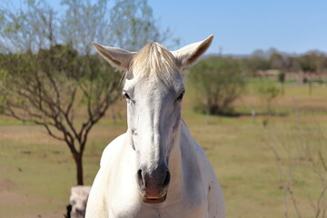 Portrait of the head of a white horse