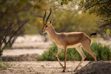 Al marmoom conservation desert, arabian sand gazelle grazing. Near Al qudra lakes. - obrazy, fototapety, plakaty