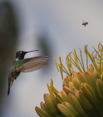 Colibrí verde y abeja alimentándose de unas flores a medio vuelo