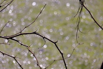 Tree branch with bokeh in the background