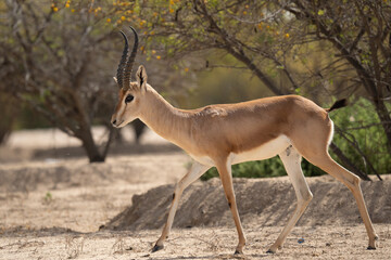 Naklejka na ściany i meble Al marmoom conservation desert, arabian sand gazelle grazing. Near Al qudra lakes.