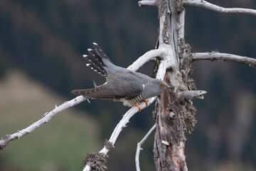 cuckoo (Cuculus canorus)