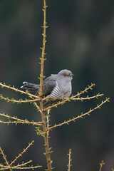 cuckoo (Cuculus canorus)