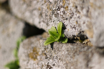 green leaf between stones