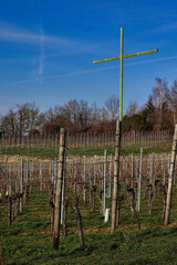 vineyard in spring with green cross 