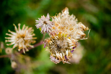 Close-up a flores salvajes secas, blancas y moradas