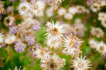 Close-up a flores salvajes blancas y moradas 