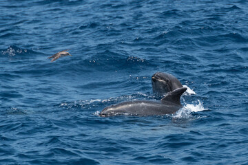 Fototapeta premium Delfines en La Palma