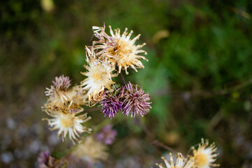 Flores secas en paisaje salvaje