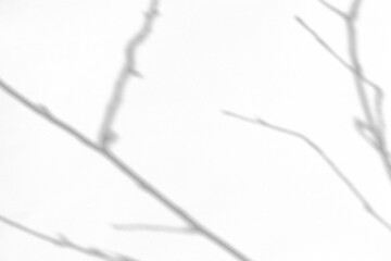 Blurred overlay effect for for natural light photo effects. Gray shadows of tree branches on a white textured wall. Abstract neutral nature concept background for poster design presentation. 