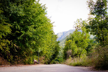 Camino de pavimento en medio del bosque