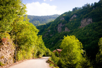 Paisaje de montañas con árboles con camino pavimentado en el centro