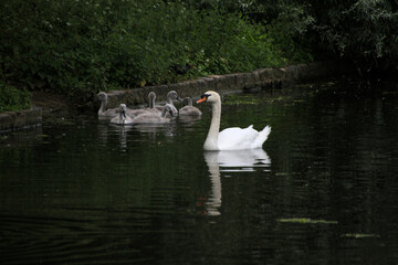 white swan on the lake with Cygnets