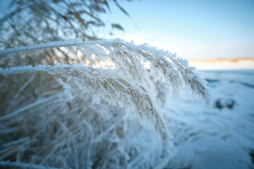 Frozen, covered with snow and frost reed on river bank.